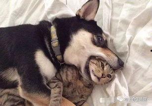 猫咪冠军爆料视频大全下载,视频大全幕后故事大揭秘